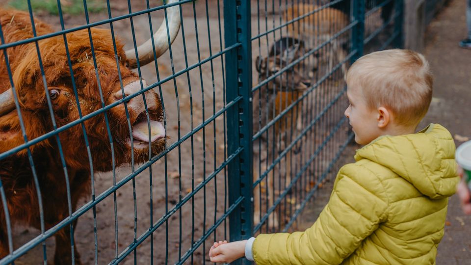 [onderzoek] Nederlander verkiest dierentuin boven pretpark