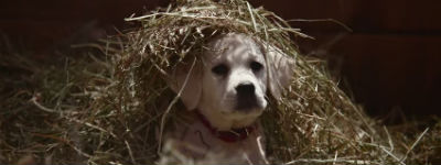 Super Bowl: ook Nederland valt massaal voor hond Budweiser