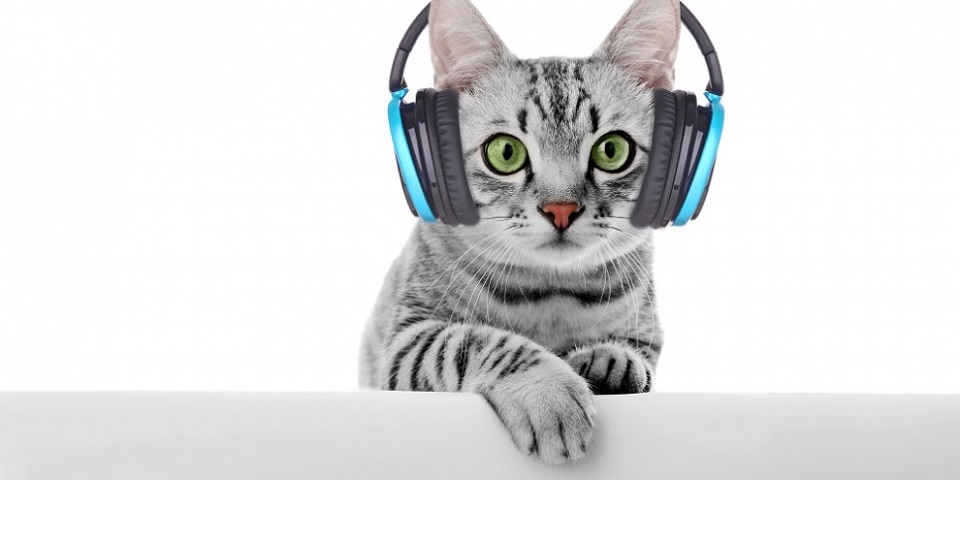 Whiskas lanceert radiostation voor katten