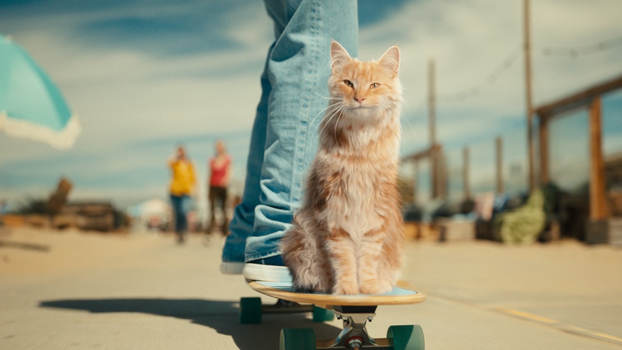 Nieuwe kattenfilmpje KPN