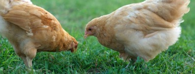 CBL verwacht door vogelgriep geen ei- of kiptekort