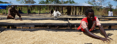 Nespresso biedt eerste koffie uit Zuid-Soedan 
