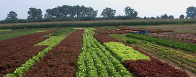 'Omzet biologisch doorbreekt in Nederland eind 2018 de grens van 1 miljard euro'