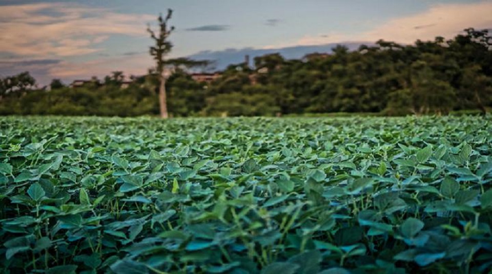 Soja-handel velt Amazone-regenwoud met Nederlandse hulp