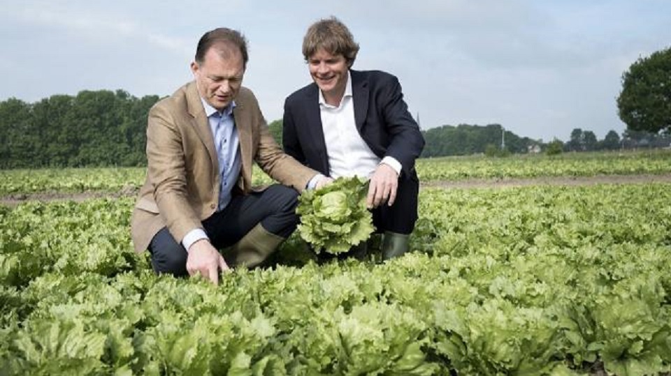 Groentemerk Hak schaalt lokale teelt kidneybonen fors op