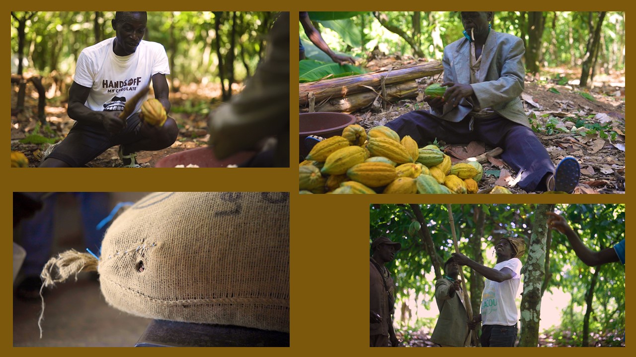 Hands Off My Chocolate eerste Cocoa Horizons-merk dat overstapt op traceerbare cacaomassa