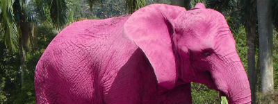 De roze olifant in de kamer