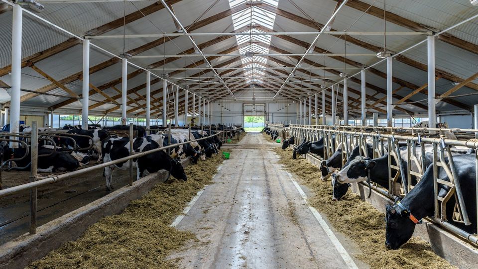 Boeren houden van koeien winnaar Liegebeest 2022
