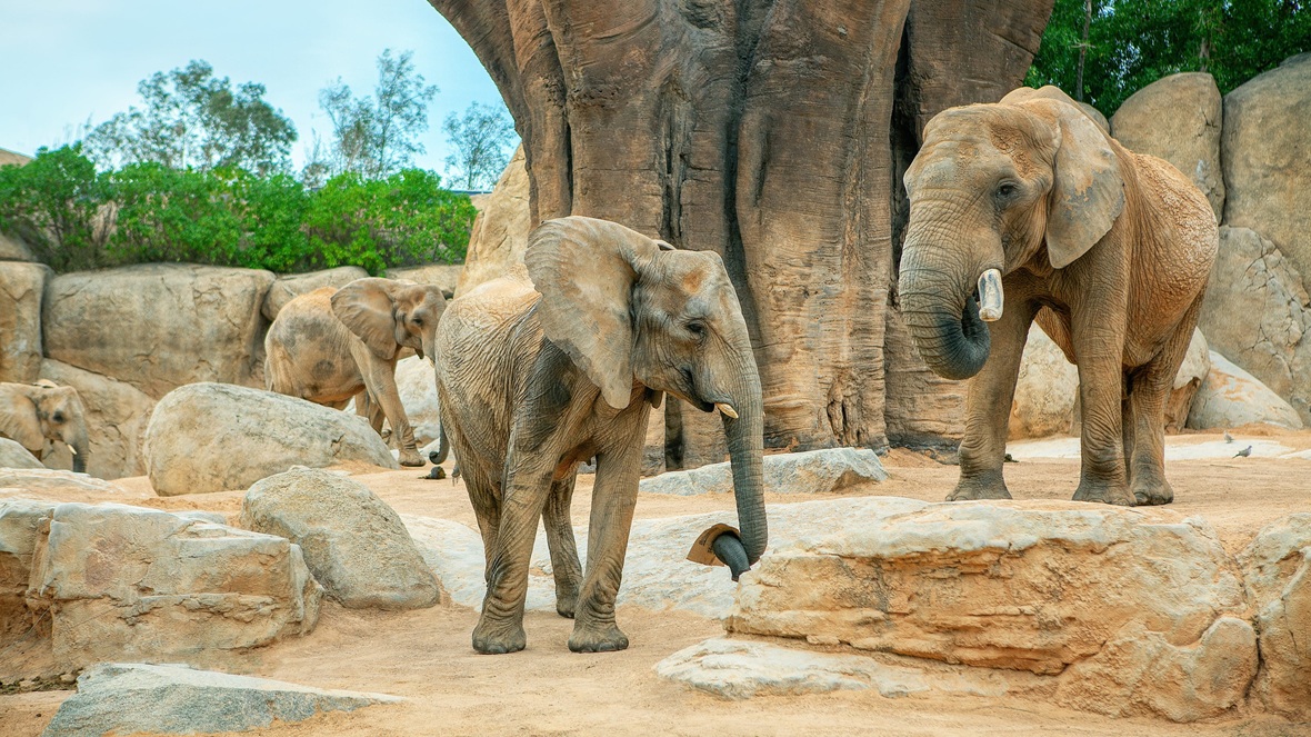 Nederlanders kiezen vaker voor bekende dagattracties