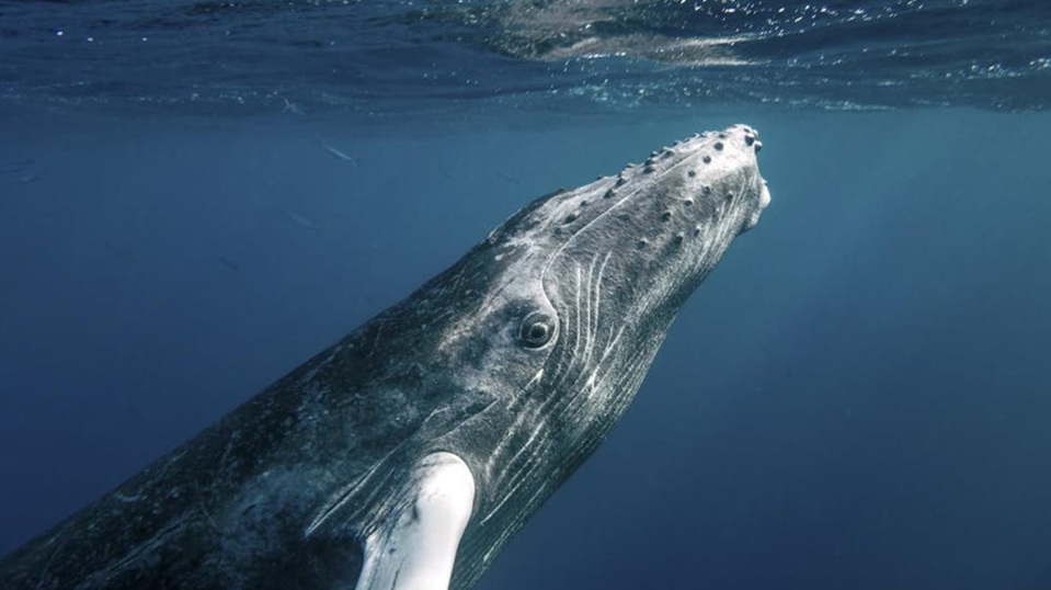 WWF-platform met 30 jaar data sleept Webby Award binnen