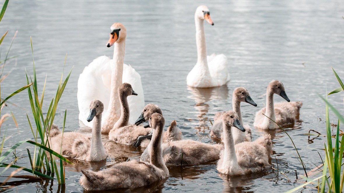 Natuurorganisaties vernieuwen campagne voor broedseizoen