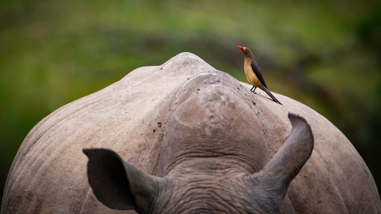 [column] 2026: Het jaar van de ossenpik!