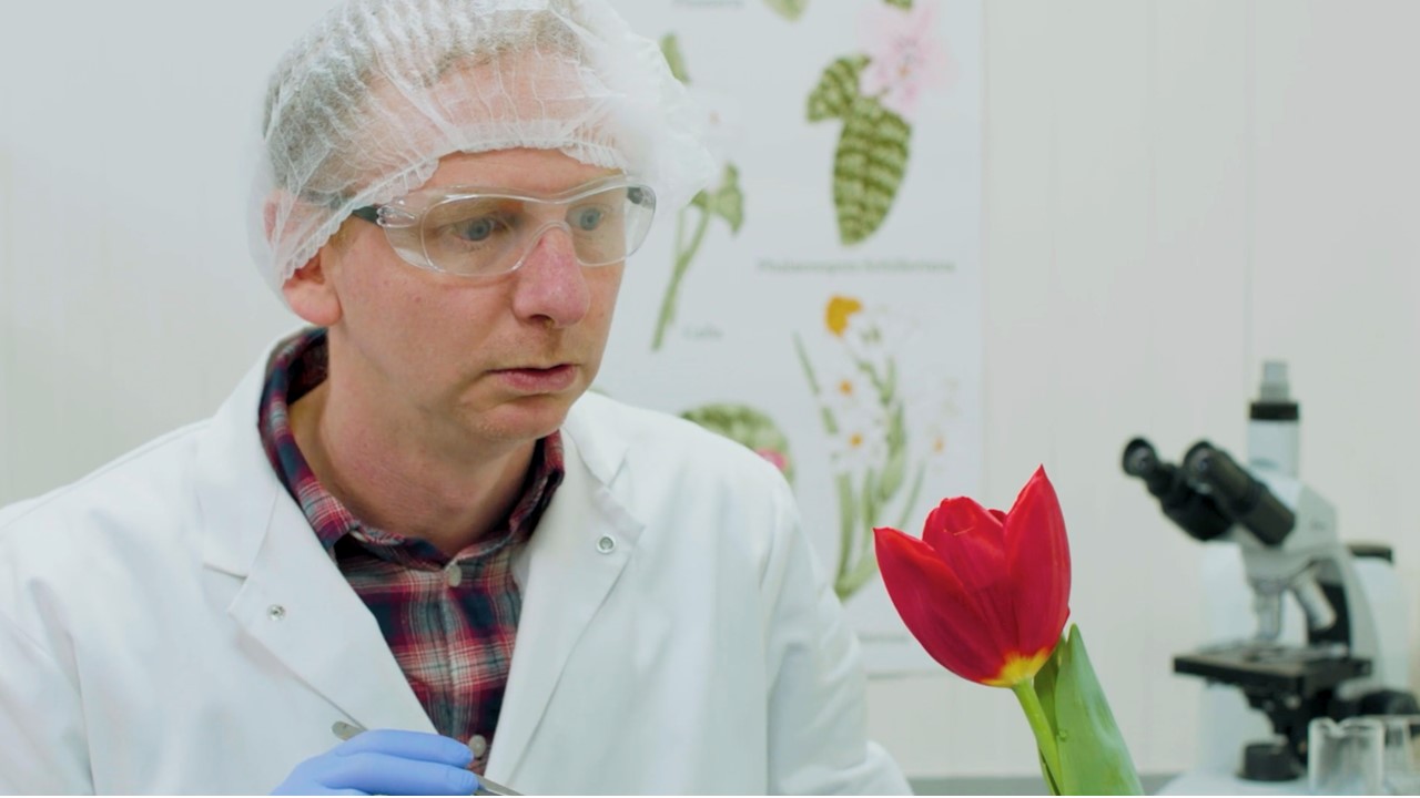 Nederland lanceert 'human proof tulip'