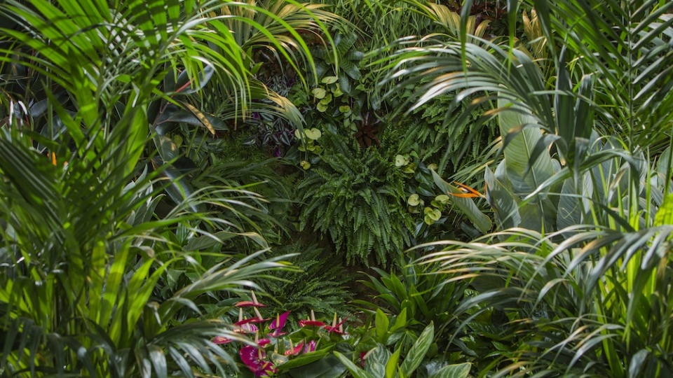 Bloemenbureau opent Plant Bathing Studio