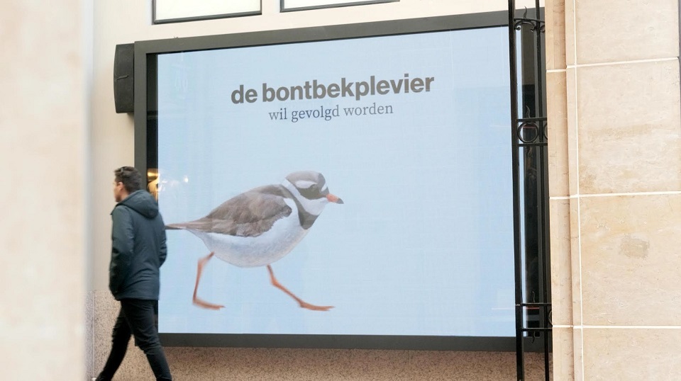 Onbekende vogels krijgen een half miljoen voor zelfpromotie