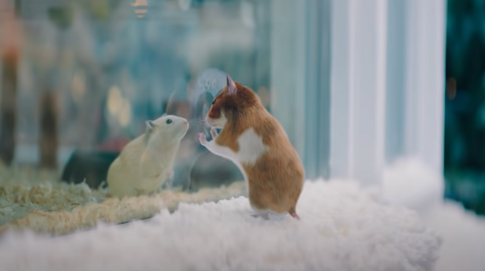 Kantar: Albert Heijn beste kerstcommercial 2021