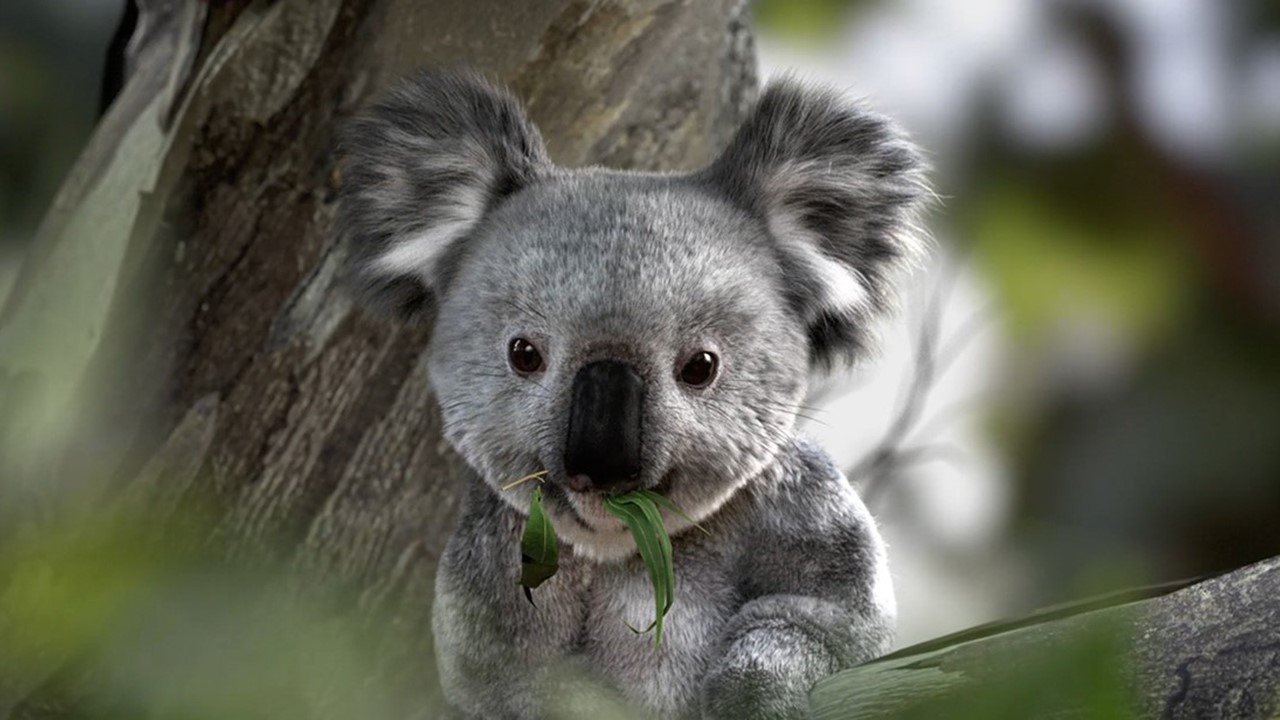 Lemon: de natuur en de koala roepen 