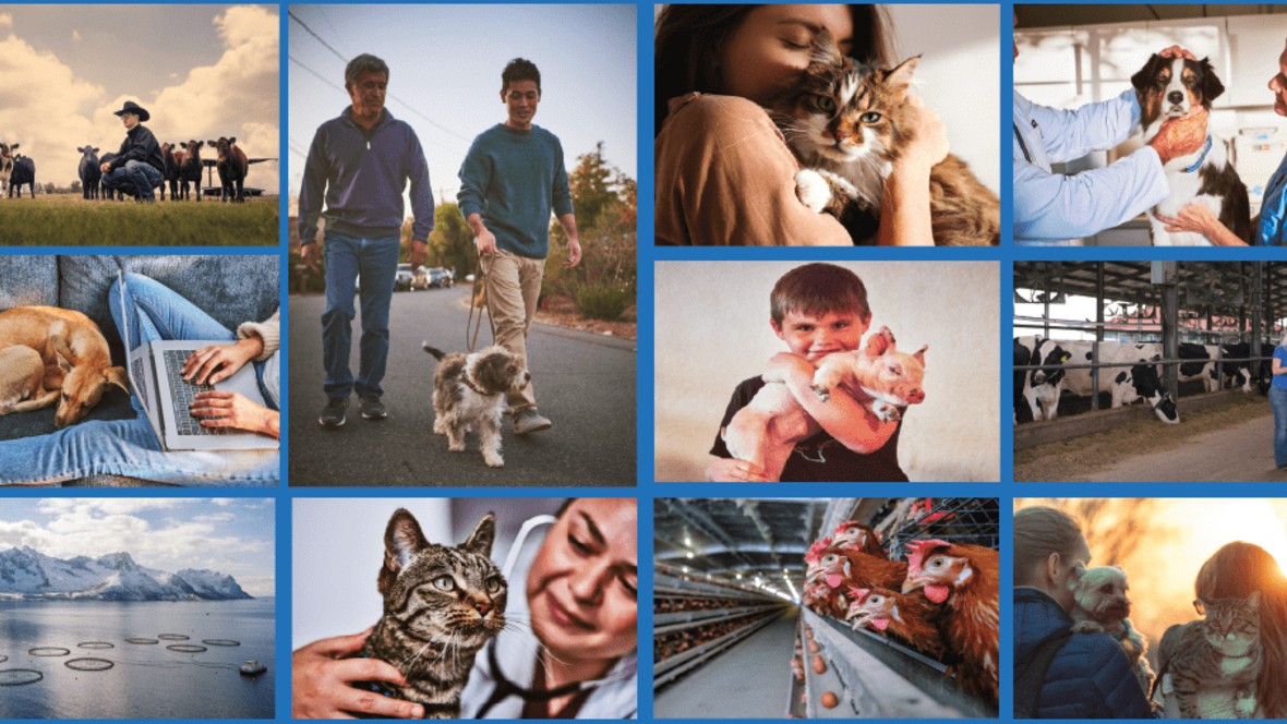 Elanco kiest Initiative voor Nederland en België