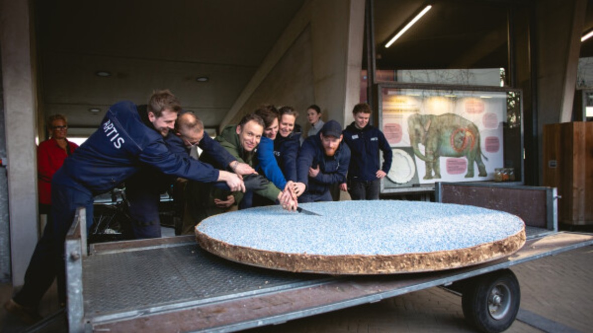 Artis viert olifantengeboorte met publieksbeleving