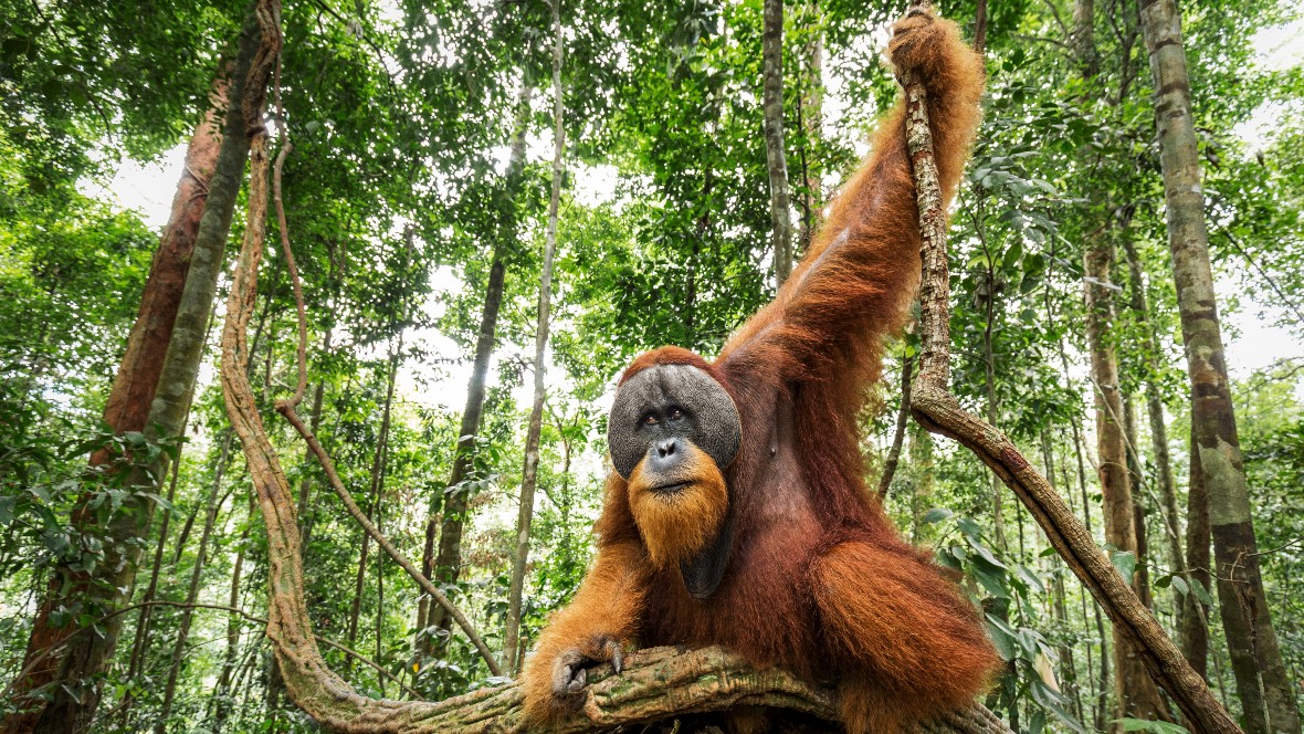 WWF zet natuurherstel centraal