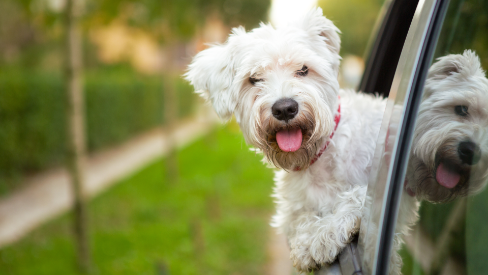 Bonzo bedankt Nederlandse hond