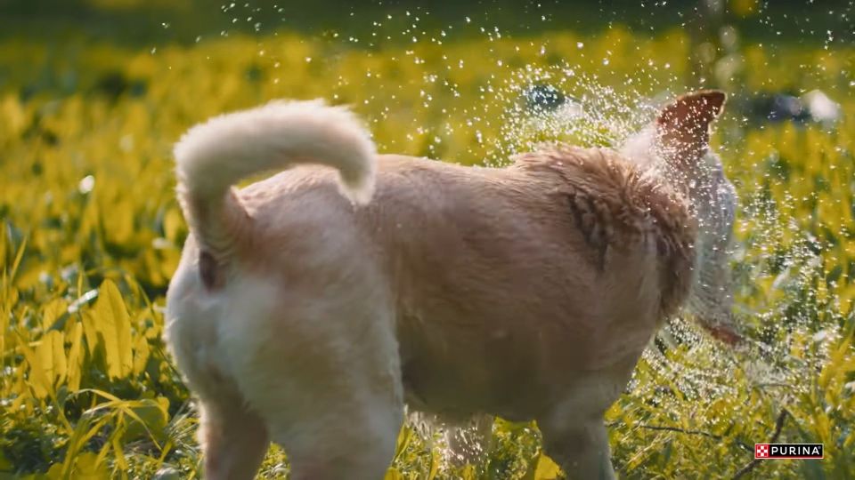 Purina start educatieve videoserie Pet talks