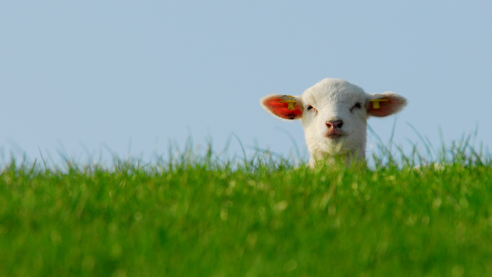 [column] Skills in contentmarketing: zoeken we het schaap met de 5 poten?