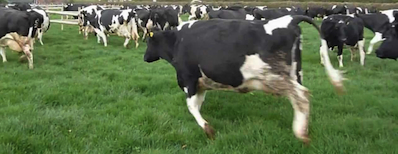 Start nieuwe actie: boeren en consumenten smeken bij hq AH om duurzame melk