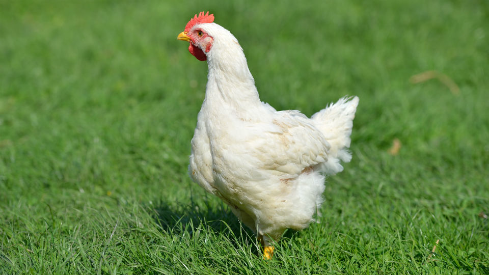 Internationale prijzen dierenwelzijn naar Kipster