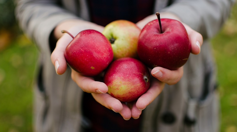 Goede peren- en appeloogst verwacht; prijsstijging ondergrondse gewassen