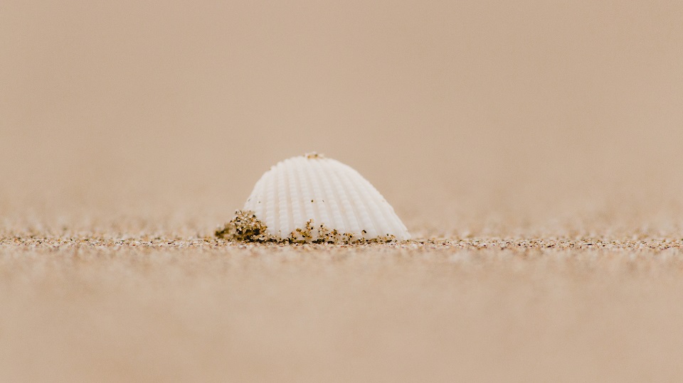 Shell investeert 200 miljoen dollar in nieuwe campus in Den Haag