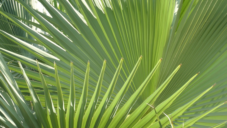 'Meer duurzame palmolie verwerkt in Nederland'