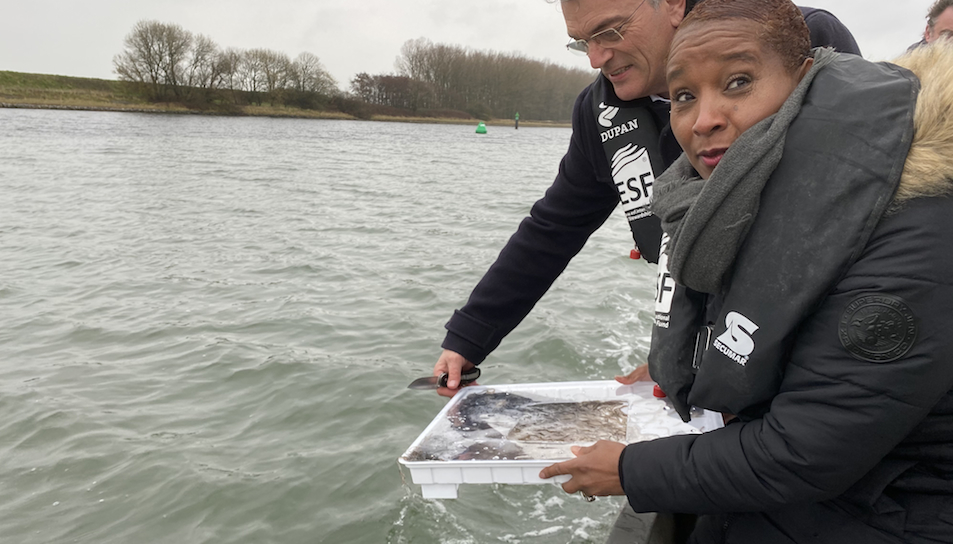 1,2 miljoen palingen verhuisd naar Zeeland