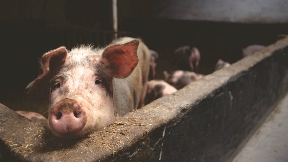 China staakt import Nederlands varkensvlees