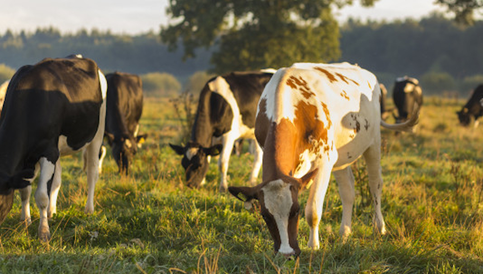 Alle kazen van Cono Kaasmakers nu GMO-vrij