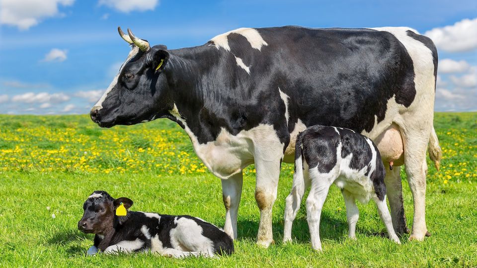 Kalfsvlees Plus niet meer genomineerd voor Liegebeest 2022
