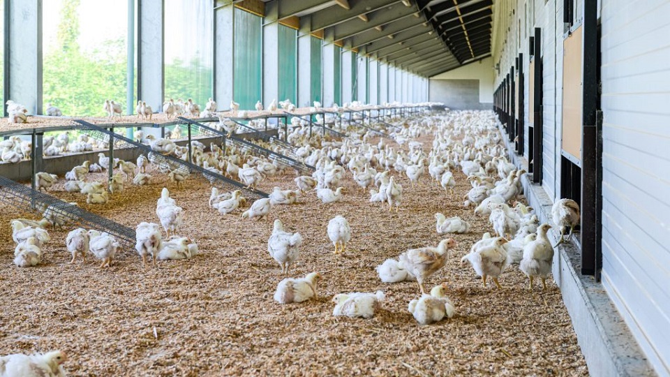 Jumbo nu volledig over naar kip met Beter Leven keurmerk