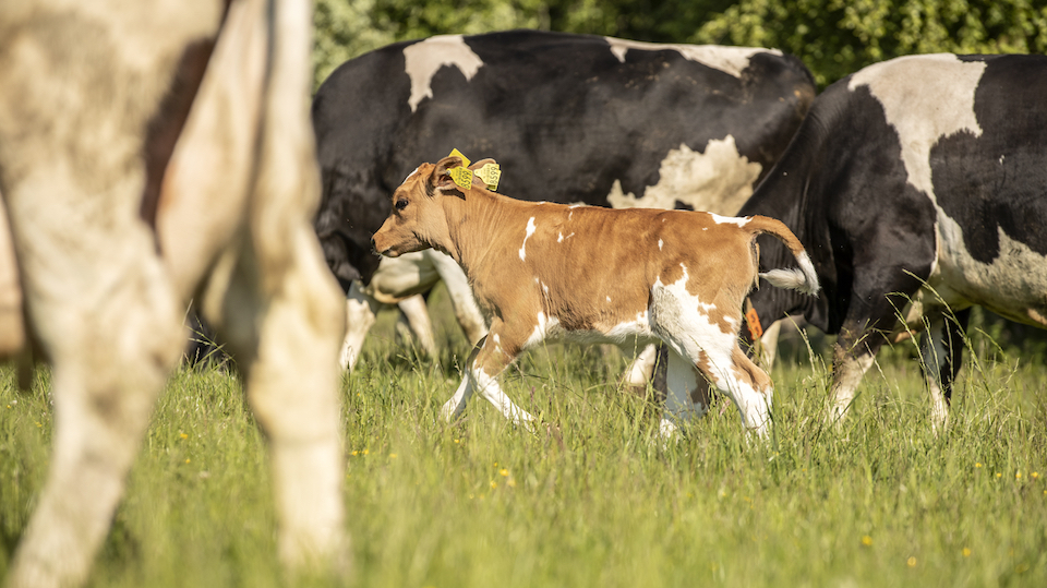 Lancering nieuw merk Kalverliefde zuivel op Dierendag