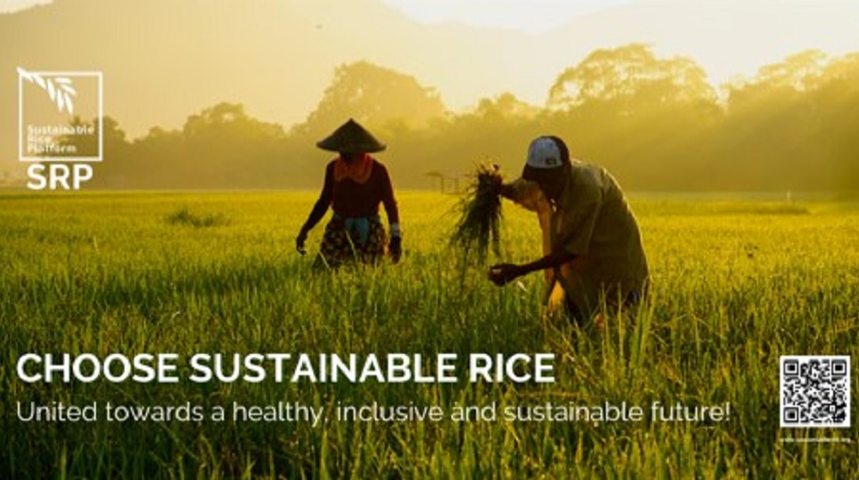 Sustainable Rice Platform lanceert campagne voor duurzamere rijstteelt
