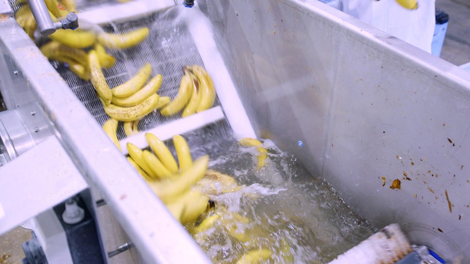 In de strijd tegen voedselverspilling opent vandaag The Banana Factory