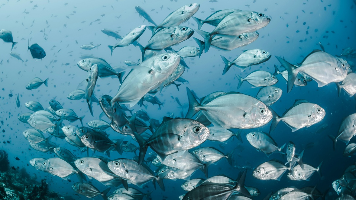 Albert Heijn, Aldi en Fish Tales winnaars bij MSC Benelux Awards