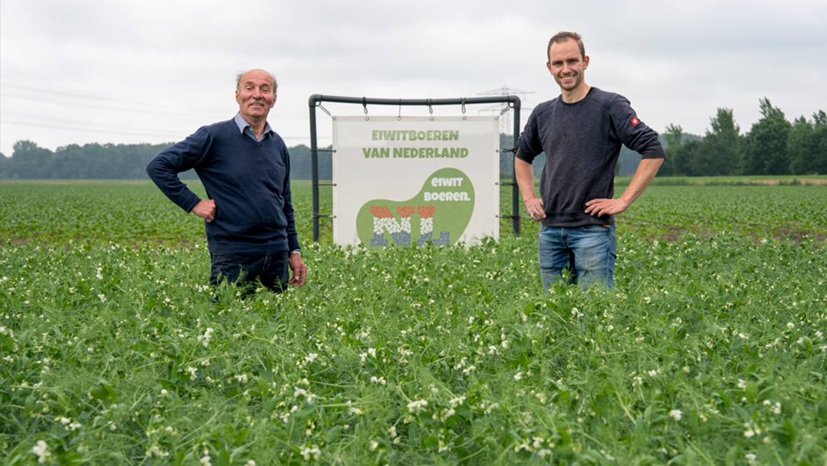 Jumbo breidt assortiment uit met proteïnerijke peulvruchten van eigen bodem