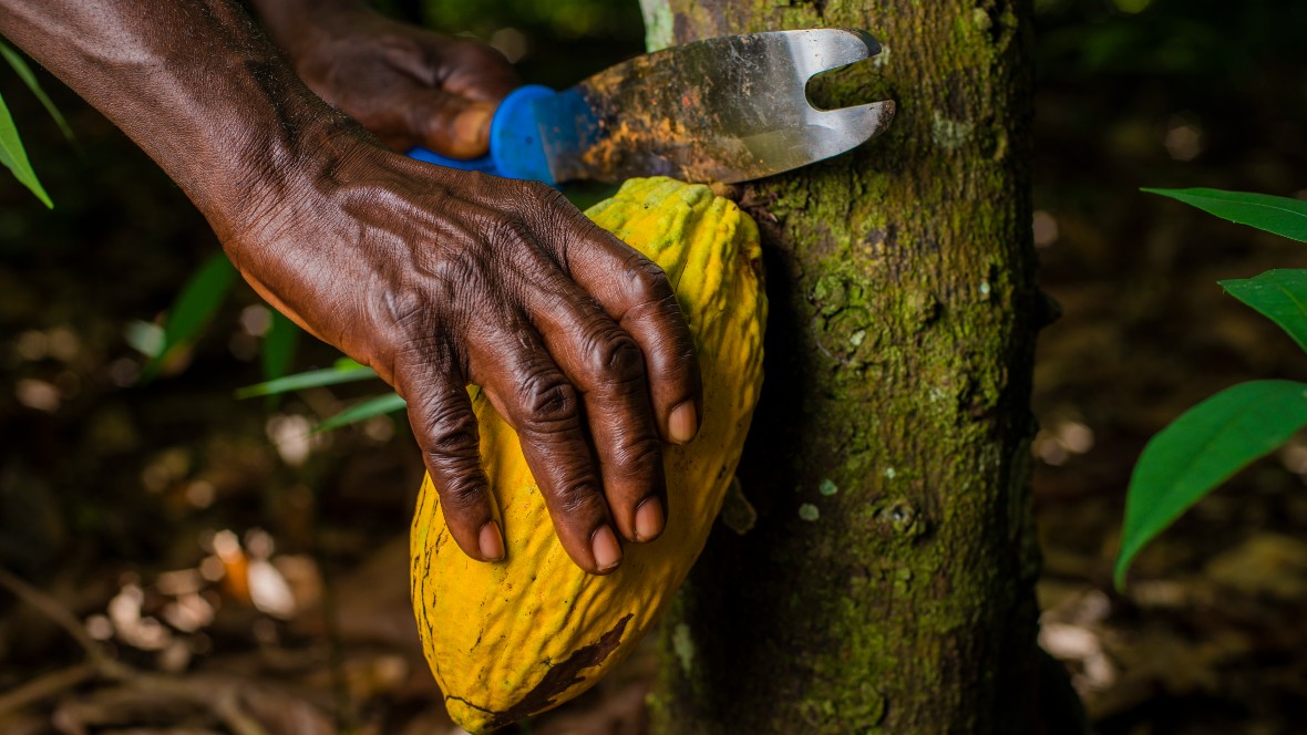 Tony’s Chocolonely groeit ondanks cacaocrisis