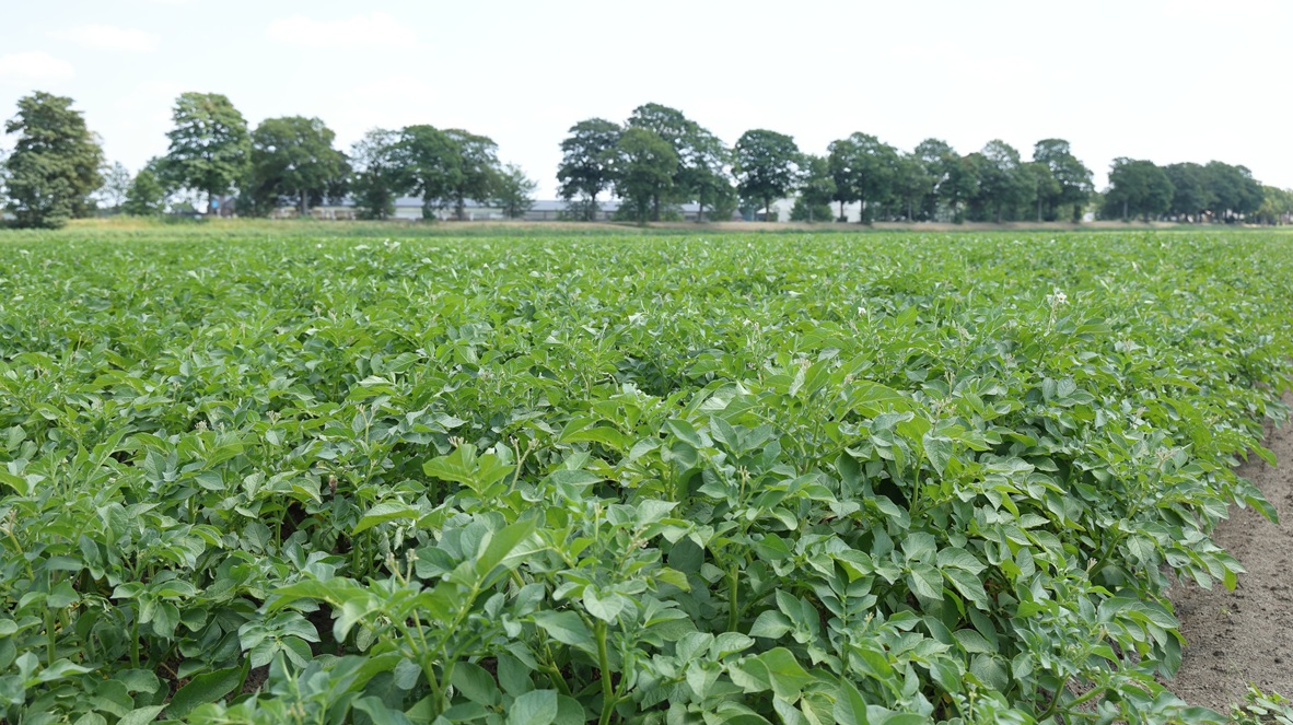 NAO: uitzonderlijk marktjaar zet druk op vrije aardappelmarkt