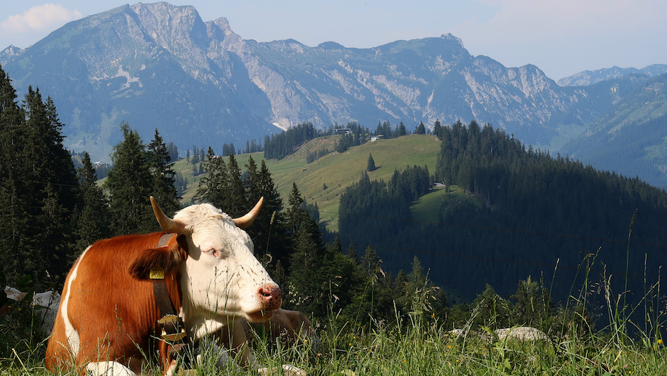 column Zwitserland overweegt verbod op vee-industrie ...